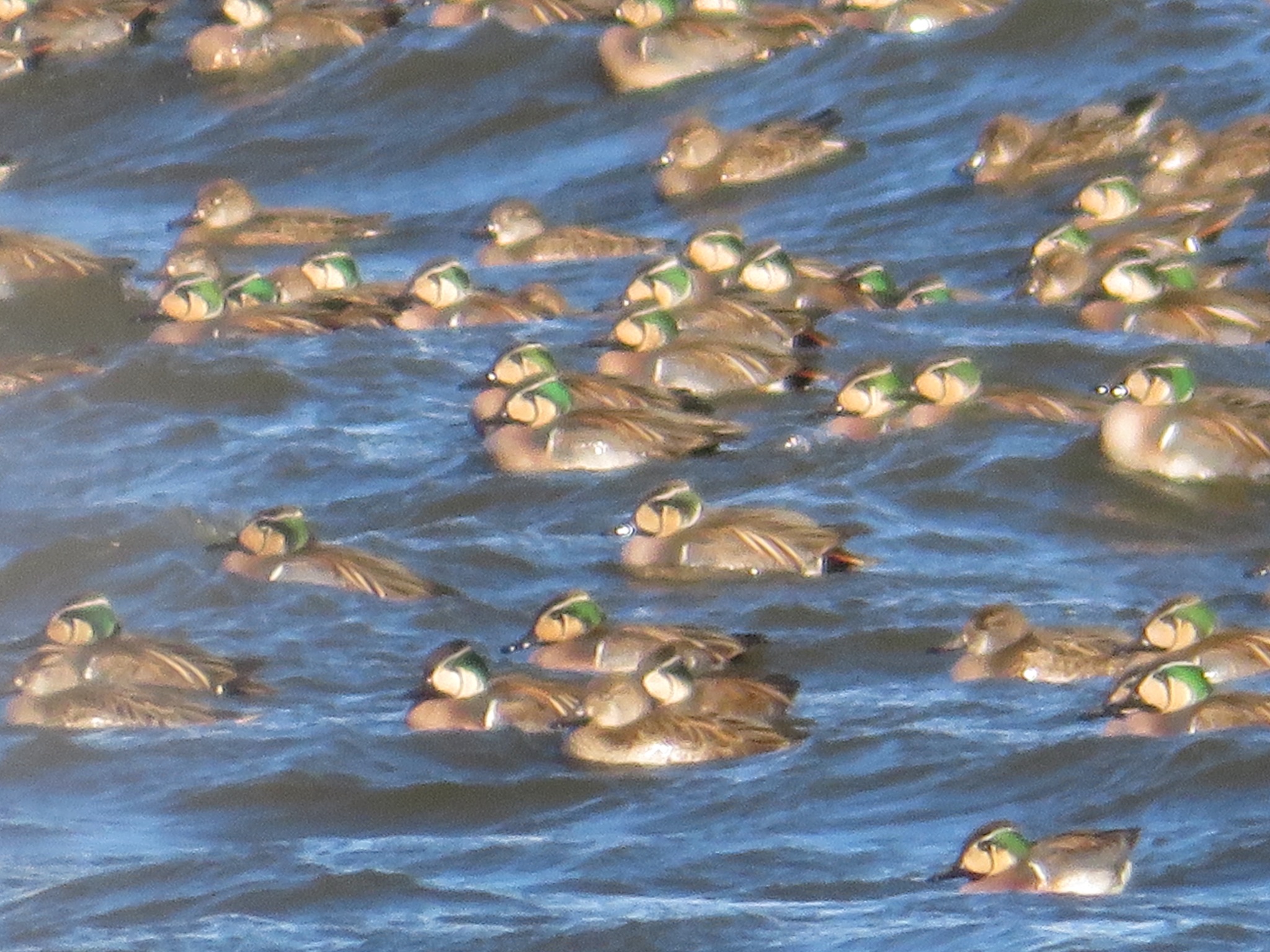 Baikal Teal (Sibirionetta formosa)