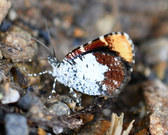 Heterusia