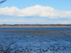Sibirionetta formosa