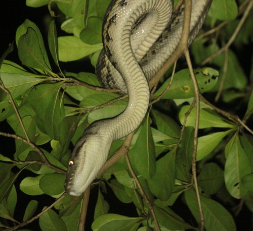 Australian Scrub Python sighting