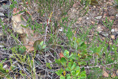 Adromischus sphenophyllus