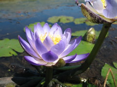 Nymphaea violacea
