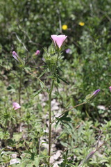 Malva setigera