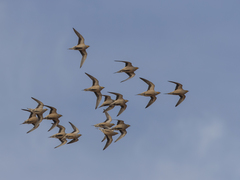Pterocles senegallus