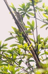 Ptyctolaemus gularis