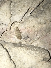 Alucita hexadactyla