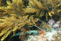 Cystophora pectinata