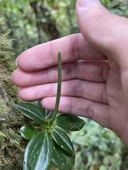 Peperomia sanjoseana