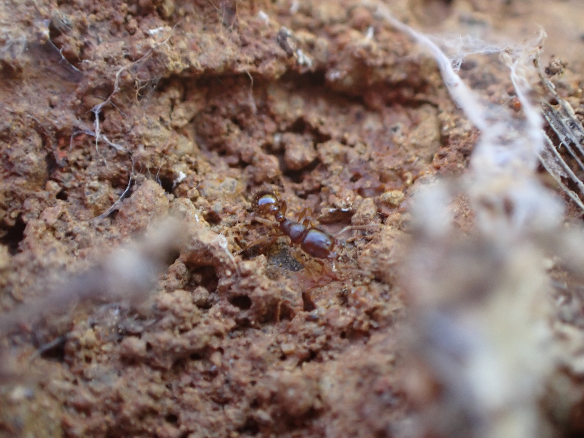 Tetramorium depressum