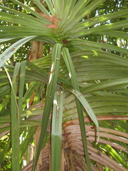 Pandanus spiralis