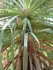 Pandanus spiralis