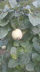Cydonia oblonga