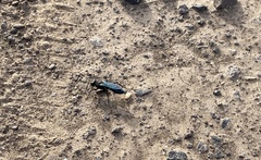 Stangeella cyaniventris