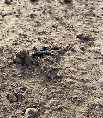 Stangeella cyaniventris