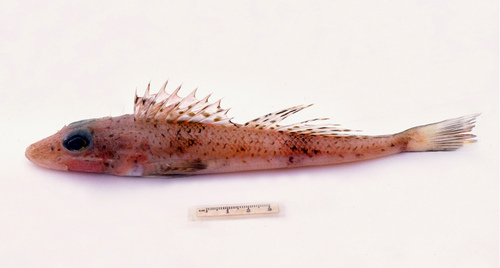 Largescale flathead (Bembras macrolepis) — Bembridae