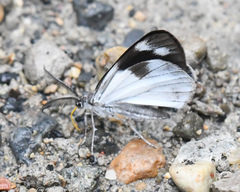 Devarodes semialbata