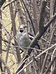 Coccothraustes coccothraustes