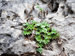 Potentilla caulescens