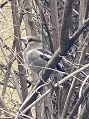 Coccothraustes coccothraustes