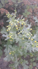 Senecio vulgaris