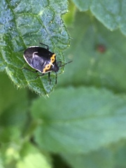 Cosmopepla conspicillaris