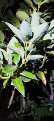 Cinnamomum kotoense