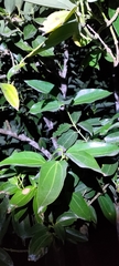 Cinnamomum kotoense