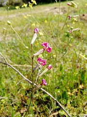 Silene colorata