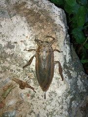 Lethocerus indicus