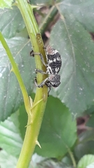 Aegorhinus superciliosus