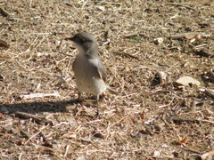 Pyrope pyrope pyrope