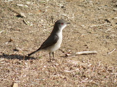 Pyrope pyrope pyrope