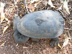 Chelodina rugosa