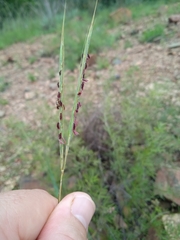 Diheteropogon amplectens