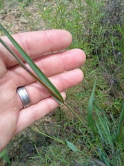 Diheteropogon amplectens