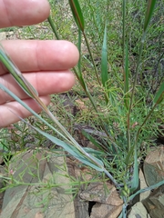 Diheteropogon amplectens
