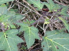 Solanum acerifolium