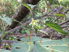 Solanum acerifolium