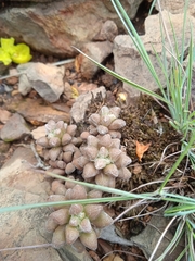 Anacampseros subnuda subnuda