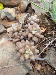 Anacampseros subnuda subnuda