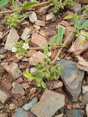 Limeum viscosum transvaalense