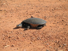 Chelodina rugosa