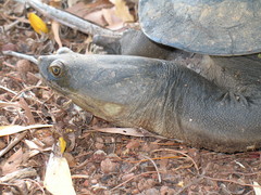 Chelodina rugosa