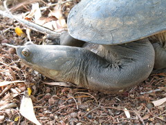Chelodina rugosa