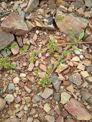 Limeum viscosum transvaalense