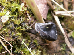 Helvella corium