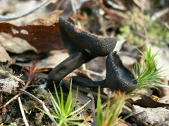 Helvella corium