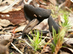 Helvella corium
