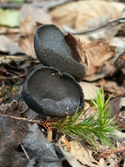 Helvella corium