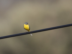 Motacilla cinerea cinerea